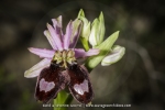 Ophrys drumana