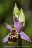 Ophrys fuciflora