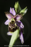 Ophrys fuciflora