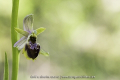 Ophrys araneola