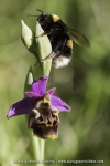 Ophrys fuciflora