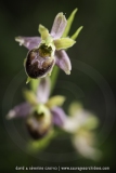 Ophrys araneola