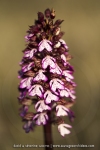 Orchis purpurea