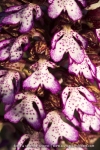 Orchis purpurea