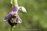 Ophrys fuciflora