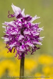 Orchis simia