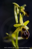 Ophrys araneola