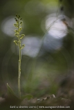 Listera ovata