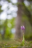 Orchis simia