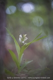Cephalanthera longifolia