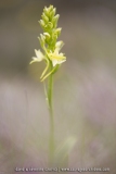 Platanthera bifolia