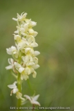 Orchis pallens