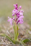 Orchis mascula