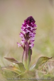 Neotinea ustulata