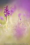 Orchis mascula