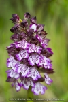 Orchis purpurea