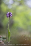 Orchis simia