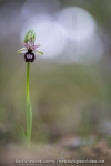 Ophrys drumana