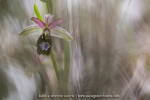 Ophrys drumana