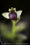 Ophrys bombyliflora