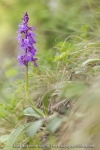 Orchis mascula