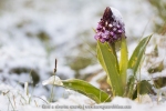Orchis purpurea