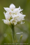 Orchis simia