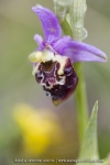 Ophrys fuciflora subsp demangei