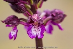 Orchis purpurea