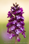 Orchis purpurea