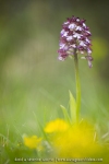 Orchis purpurea