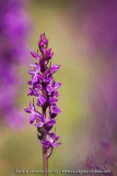 Dactylorhiza elata