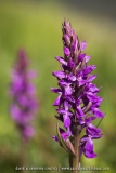 Dactylorhiza elata