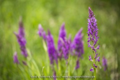 Dactylorhiza elata