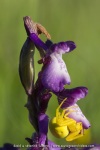 Misumena vatia et Anacamptis morio
