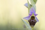Ophrys scolopax