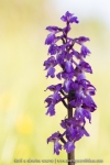 Orchis mascula