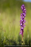 Orchis mascula
