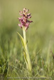 Anacamptis coriophora