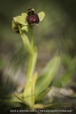 Ophrys bombyliflora