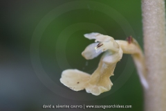 Neottia nidus-avis
