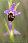 Ophrys pseudosocolopax