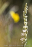 Spiranthes spiralis
