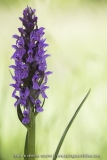 Dactylorhiza incarnata