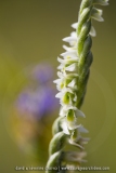 Spiranthes spiralis