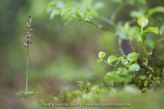 Listère à feuilles en coeur
