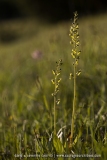 Listera ovata
