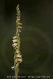 Spiranthes spiralis
