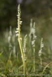 Spiranthes spiralis