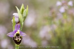 Ophrys pseudosocolopax